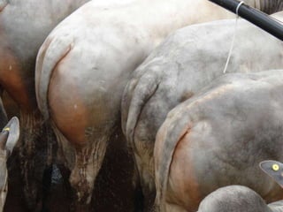 Comercial MEComercial MIDesossaAbateCompra de gadoFrigoríficos31