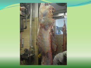 Temos qualidade de Carne?