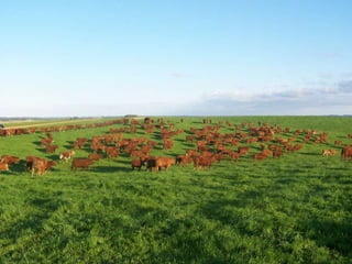 Commodities x Produtos EspeciaisESTRATEGIA DE LARGO PLAZOMarcas de CarneCommoditiesHoy2015 +