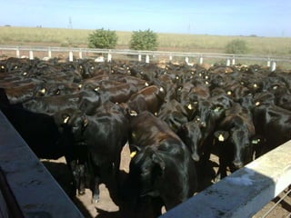 Marcas de Carne ( Biologia x Matemática )Padrão