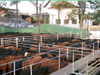 RegularidadePadronização da Carne = PrevisibilidadeCaracterísticas padronizadas		Maciez / Sabor / Suculência / Coloração / CortesSistema de produção padronizadoRaças / idade /alimentaçãoRastreabilidade/ Certificado Origem