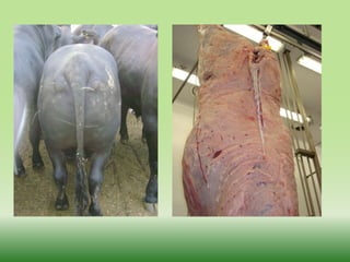 Previsibilidade = Produto Especial94