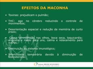 EFEITOS DA MACONHA
• Toxinas: prejudicam o pulmão;
• THC: age no cérebro reduzindo o controle de
movimentos;
• Desorientação espacial e redução da memória de curto
prazo;
• Causa vermelhidão nos olhos, boca seca, taquicardia;
angústia e medo para uns, calma e relaxamento para
outros;
• Diminuição do sistema imunológico;
• Infertilidade temporária devido à diminuição de
testosterona.
 