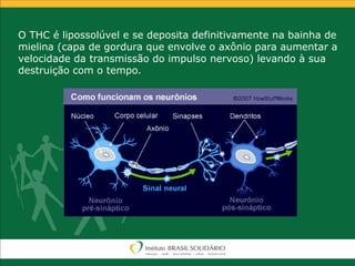 O THC é lipossolúvel e se deposita definitivamente na bainha de
mielina (capa de gordura que envolve o axônio para aumentar a
velocidade da transmissão do impulso nervoso) levando à sua
destruição com o tempo.
 