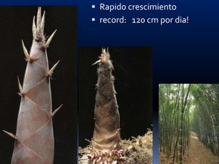  Rapido crescimiento
 record: 120 cm por dia!
 