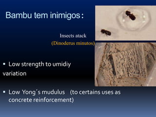 Bambu tem inimigos:

                    Insects atack
                 (Dinoderus minutos)



 Low strength to umidiy
variation

 Low Yong´s mudulus (to certains uses as
  concrete reinforcement)
 