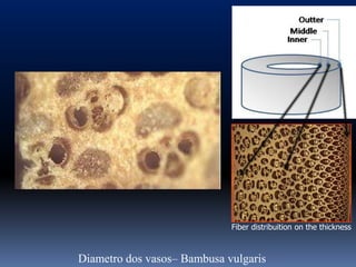 Fiber distribuition on the thickness



Diametro dos vasos– Bambusa vulgaris
 