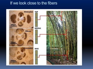 If we look close to the fibers
 