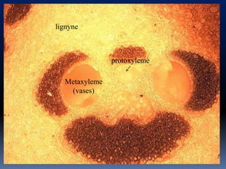 lignyne



               protoxyleme

  Metaxyleme
   (vases)
 