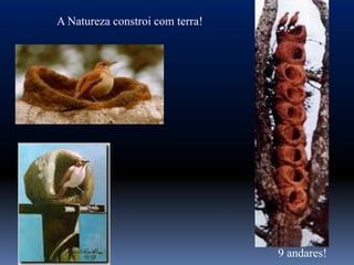 A Natureza constroi com terra!




                                 9 andares!
 