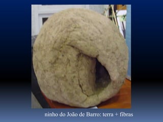 ninho do João de Barro: terra + fibras
 