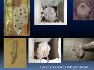 Construções de terra feitas por insetos
 