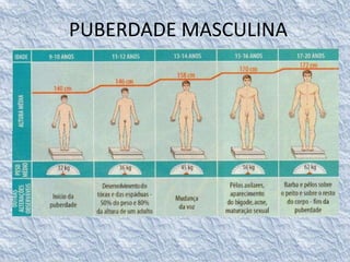 PUBERDADE MASCULINA 
 