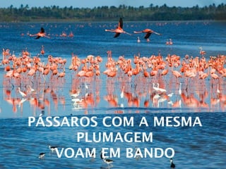 PÁSSAROS COM A MESMA
      PLUMAGEM
   VOAM EM BANDO       32
 