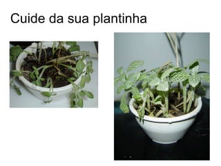 Cuide da sua plantinha
 