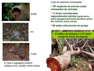 Lista de espécies ameaçadas: 197 espécies de animais estão ameaçados de extinção, 11 foram consideradas regionalmente extintas  (peixe-serra, peixe papagaio,tamanduá bandeira, peixe-boi marinho, entre outras) 66 estão criticamente em perigo guigó uru Cutia E mais o papagaio-moleiro, catatau,curió, azulão, entre outras O tráfico de animais é o 3º maior comércio ilícito do planeta. 