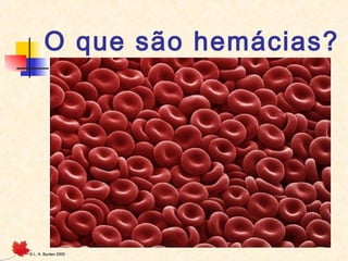 O que são hemácias?

©

L. A. Burden 2005

 