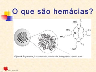 O que são hemácias?

©

L. A. Burden 2005

 