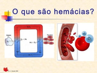O que são hemácias?

©

L. A. Burden 2005

 
