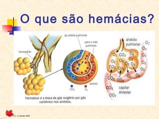 O que são hemácias?

©

L. A. Burden 2005

 