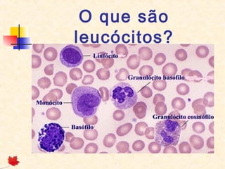 O que são
leucócitos?

 