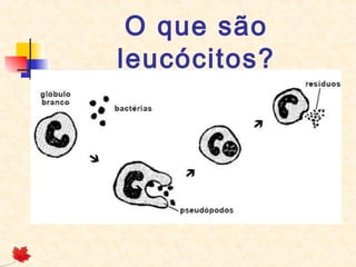 O que são
leucócitos?

 