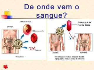 De onde vem o
sangue?

 