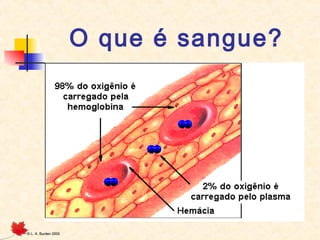 O que é sangue?

©

L. A. Burden 2005

 