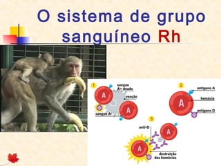 O sistema de grupo
sanguíneo Rh

 