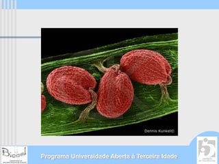 Dennis Kunkel©




Programa Universidade Aberta à Terceira Idade
 