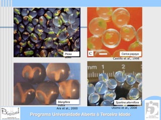 Picea                      Carica papaya
                 abies               Castillo et al., 1998




            Mangifera                  Spartina alterniflora
            indica
           Ara et al., 2000         Utomo et al., 2008

Programa Universidade Aberta à Terceira Idade
 