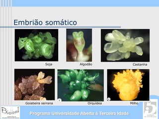 Embrião somático




               Soja        Algodão                    Castanha




   Goiabeira serrana           Orquídea              Milho


     Programa Universidade Aberta à Terceira Idade
 