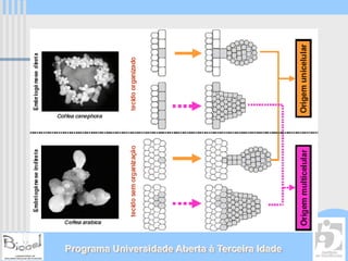 Programa Universidade Aberta à Terceira Idade
 