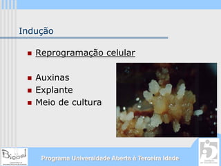 Indução

   Reprogramação celular

   Auxinas
   Explante
   Meio de cultura




    Programa Universidade Aberta à Terceira Idade
 