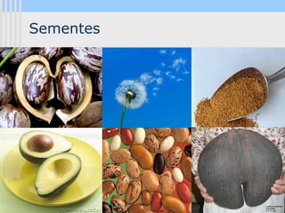 Sementes




  Programa Universidade Aberta à Terceira Idade
 