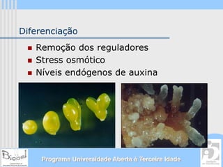 Diferenciação
   Remoção dos reguladores
   Stress osmótico
   Níveis endógenos de auxina




     Programa Universidade Aberta à Terceira Idade
 