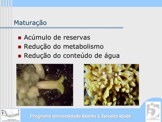 Maturação

  Acúmulo de reservas
  Redução do metabolismo
  Redução do conteúdo de água




    Programa Universidade Aberta à Terceira Idade
 