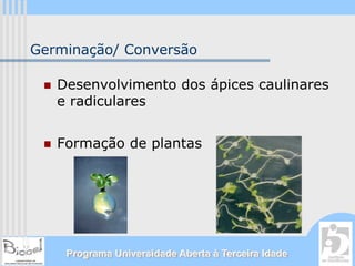 Germinação/ Conversão

   Desenvolvimento dos ápices caulinares
   e radiculares


   Formação de plantas




    Programa Universidade Aberta à Terceira Idade
 