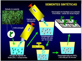 Programa Universidade Aberta à Terceira Idade
 
