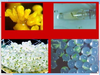 Programa Universidade Aberta à Terceira Idade
 