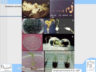 Goiabeira serrana




             Programa Universidade Aberta à Terceira Idade
                                       Cangahuala-Inocente et al., 2007
 