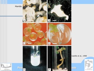 Mamão




                                          Castillo et al., 1998




 Programa Universidade Aberta à Terceira Idade
 
