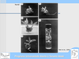 Romã




                                        Naik et al., 2006




Programa Universidade Aberta à Terceira Idade
 