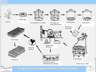 Proliferação
Explante                                                                            Desidratação
                                       Embriogênese somática     Promoção do                                   Pós-cultura
                                                                 desenvolvimento
                                                                                   Embriões e
                                                                                   nutrientes




       Germinação



                                                           Seleção das
                                                           cápsulas
                                    Semente
                                    sintética




                                                                                                Encapsulação
       Transplante
                                                       Tratamentos para
                                                       rompimento da cápsula                        Onishi et al., 1994



                 Programa Universidade Aberta à Terceira Idade
 