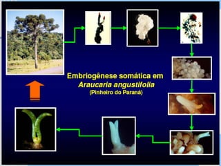 Programa Universidade Aberta à Terceira Idade
 