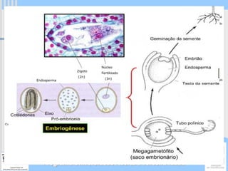 Núcleo
             Zigoto
                      Fertilizado
              (2n)
                        (3n)
Endosperma




   Programa Universidade Aberta à Terceira Idade
 