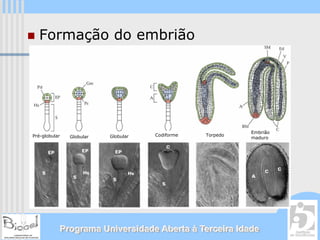 Formação do embrião




                                                             Embrião
Pré-globular     Globular   Globular   Codiforme   Torpedo
                                                             maduro




               Programa Universidade Aberta à Terceira Idade
 