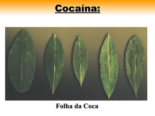 Cocaína:




Folha da Coca
 