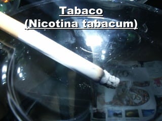 Tabaco
(Nicotina tabacum)
 