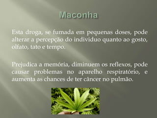 Esta droga, se fumada em pequenas doses, pode
alterar a percepção do individuo quanto ao gosto,
olfato, tato e tempo.
Prejudica a memória, diminuem os reflexos, pode
causar problemas no aparelho respiratório, e
aumenta as chances de ter câncer no pulmão.
 